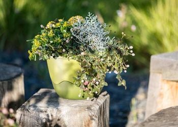 180854xx19_3 - 113919